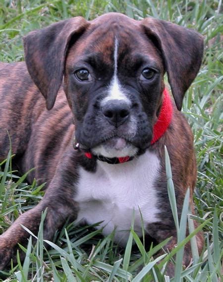 Different Colors Of Boxer Puppies Dog Care Daily Puppy
