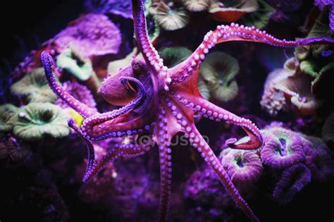 Purple Octopus Under Water — Sun Scene Stock Photo 165619772
