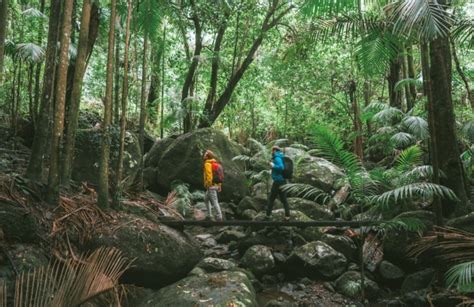 Get Ready To Explore Gondwana Rainforests Of Australia Great Walks
