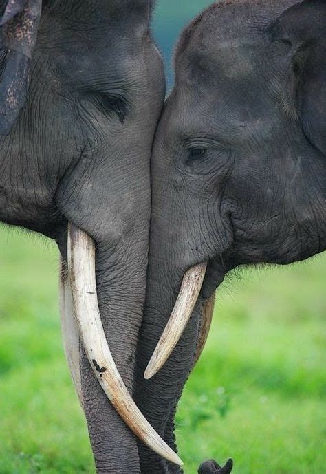 420 Elephants Ideas In 2021 Elephant Love Elephant Animals Wild