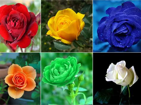 Makna Yang Terkandung Di Balik 6 Warna Bunga Mawar Indozone News