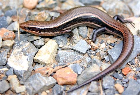 Northern Coal Skink Reptiles And Amphibians Coal Amphibians