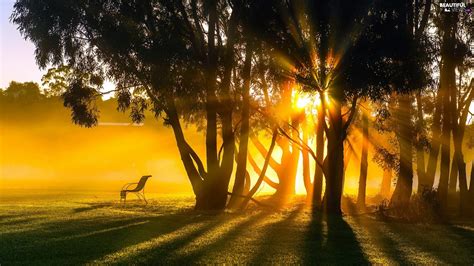Sunrise Forest Bench Rays Beautiful Views Wallpapers 1920x1080