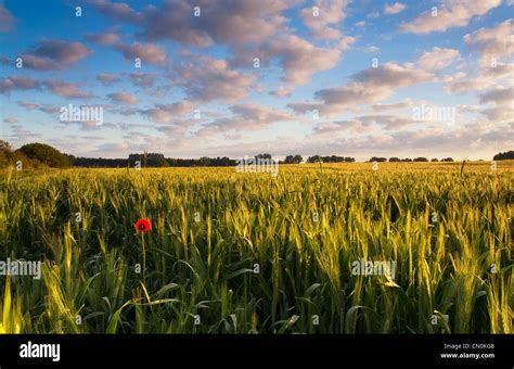 Early Morning Field At Sunset Stock Photo Alamy