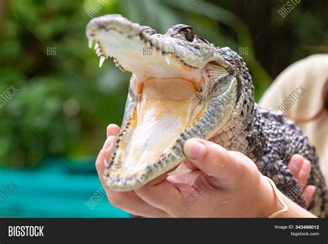 Open Crocodile Mouth Image And Photo Free Trial Bigstock