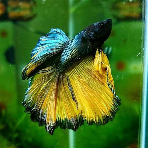 Betta fish are beautiful aquarium fish, and they are also found in many homes. Look My Body, Hooman!! in 2020 | Betta fish types, Betta ...