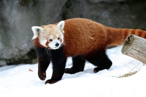 Red Panda Free Stock Photo Public Domain Pictures
