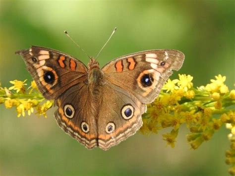 Common Buckeye Butterfly Photograph By Melissa Waits