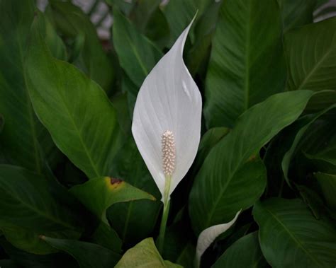 My Peace Lily Won't Flower - How To Get A Peace Lily Plant To Bloom