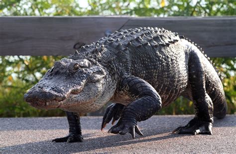 Everyone Knows Alligators Are Huge In Florida This Is A Really Cool
