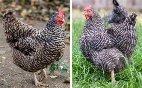 Plymouth Rock Vs Barred Rock What Is The Difference Learnpoultry