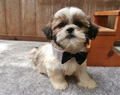 Maybe you would like to learn more about one of these? Unlocked: Tiny Shih Tzu Puppies Price
