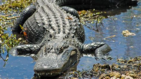 Alligators Found Eating Decaying Corpse In Florida World The Times