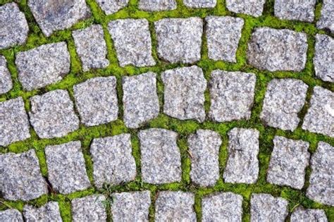 Cobblestone Pavement With Moss Growing Between Stones Summer Bedroom