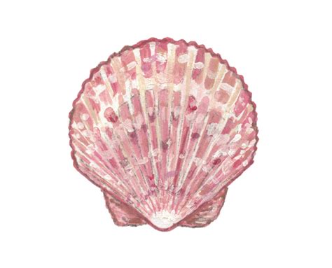 Scallop Shell Print Scallop Shell Painting Pink Seashell Etsy
