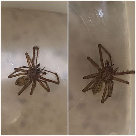 Hobo Or Giant House Spider Northwestern Oregon With The Legs Expanded