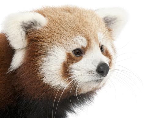 Close Up Of Young Red Panda Or Shining Cat Stock Image Image Of