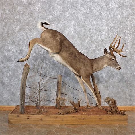 Whitetail Deer Shoulder Mount 12316 The Taxidermy Store