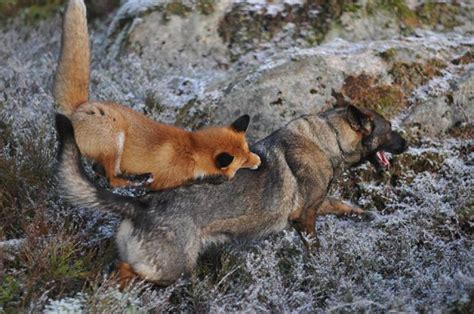 The Unlikely Friendship Between The Fox And The Hound 10 Pics