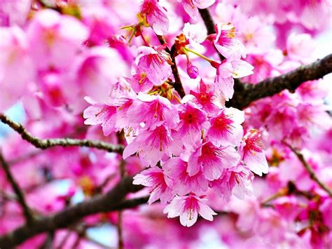 Gambar Bunga Sakura Di Jepang Best Pictures | youareyoungdarling