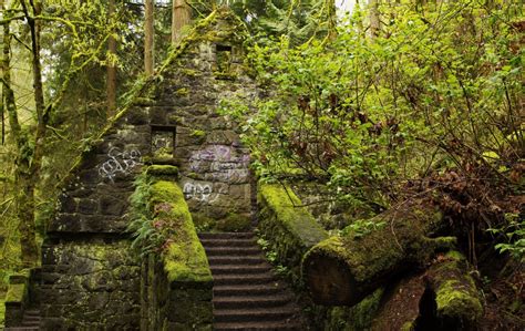 Usa Forests Stairs Moss Forest Park Portland Oregon Nature