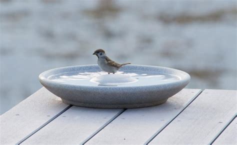 Liebevoll hergestellte keramik vogeltränken online kaufen. Vogeltränke Granicium® | DENK Keramik