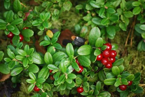 12 Michigan Native Ground Cover Plants To Adorn Your Garden