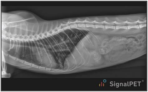Signalpet Radiology Case Of The Week Bronchiectasis