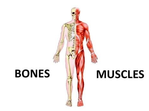 Bone And Muscle Review Science Quiz Quizizz
