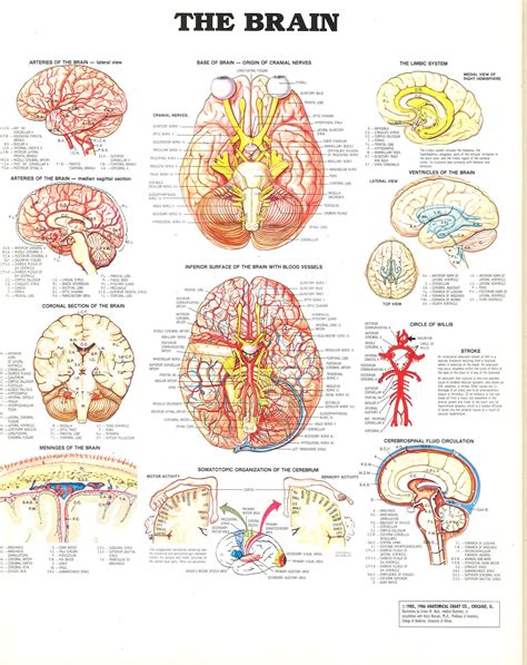 Medical Illustration Of The Human Nervous System And