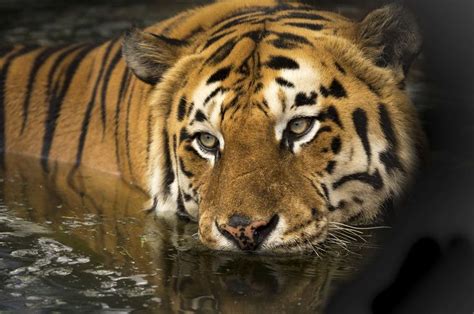 A Tiger In The Water With Its Eyes Closed And Looking At Something Off