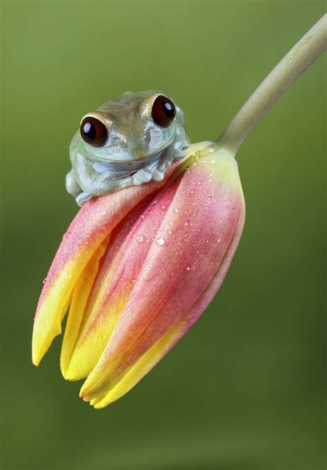 Uluguru Forest Tree Frog Facts And Pictures