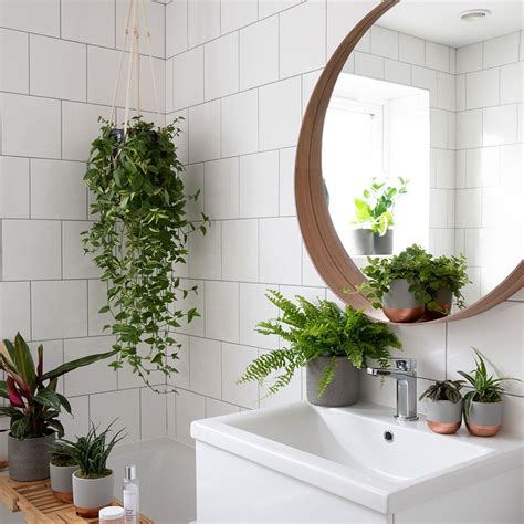 Houseplants That Will Thrive In Your Bathroom Indoor Houseplants