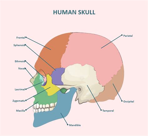Skull Bones Labeled Skull And Bones Skull Anatomy Sketch Notes