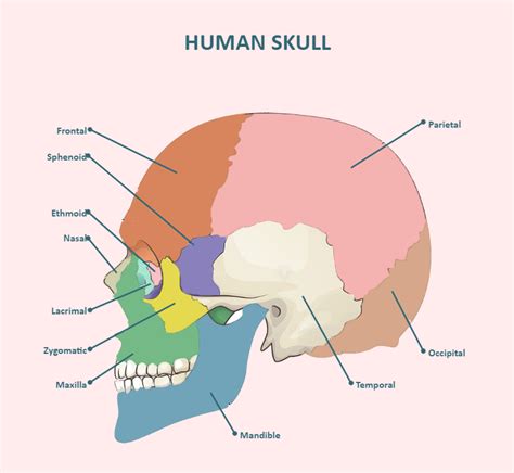 skull bones labeled skull and bones skull anatomy sketch notes