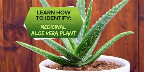 Identifying Medicinal Aloe Vera Plant A Beginners Guide Planthd