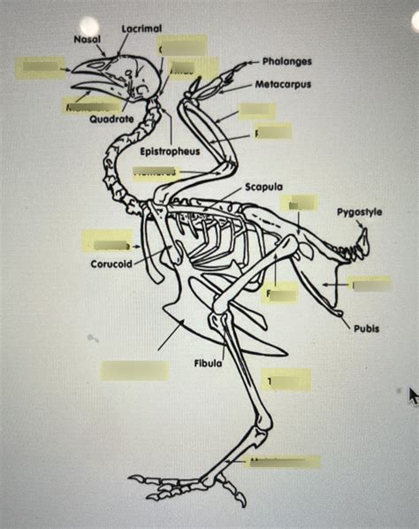 Skeletal System Of A Chicken Diagram Quizlet