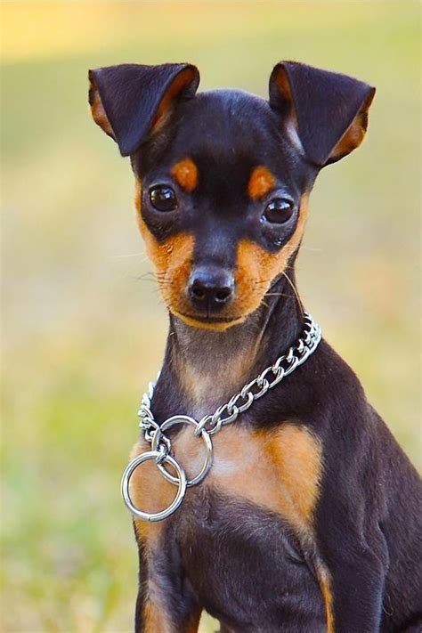 Small Dogs Who Are Easy To Groom Miniature Pinscher Puppy Dog Breeds