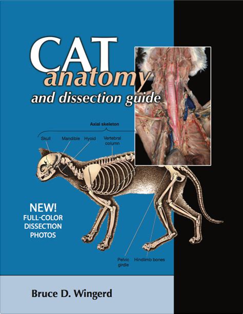 Cat Anatomy And Dissection With Photos Bluedoor Shop