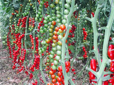 È per questo motivo che il pomodoro è l'ortaggio più utilizzato in cucina da fresco (a parte. Come coltivare il pomodoro in serra: cosa devi sapere?