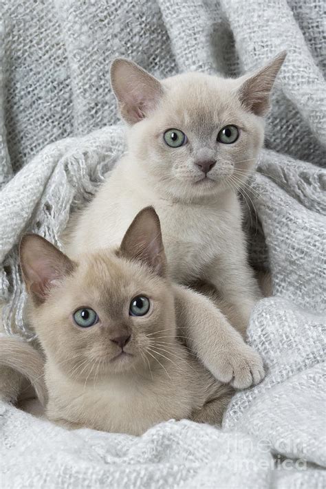 Tonkinese Cat Siamese And Burmese Cross Cute Kittens In Blanket