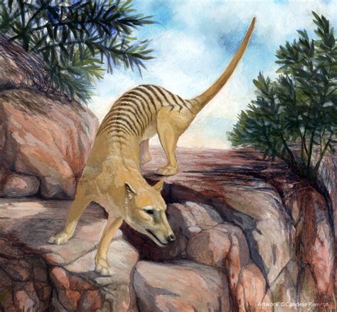 Thylacine By Candela Riveros On Artstation Thylacine Prehistoric