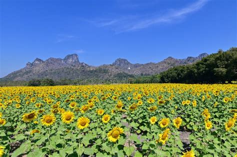 Khao Chin Lae Sunflower Field In Lopburi Province Thailand Stock Photo