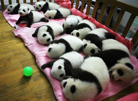 The Cutest Panda Picture Youll See All Day Neatorama