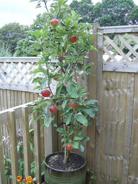 Growing Apple In Pots Garden Organize Potted Trees Fruit Trees