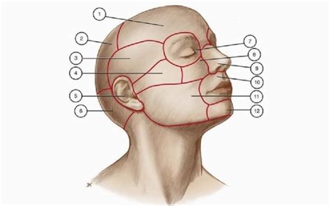 Head And Neck Anatomy Figures Flashcards Quizlet