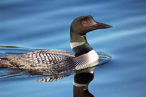 Loon on Morning Water - Common Loon - Gavia Immer Photograph by Spencer 