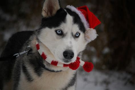 Christmas Husky Dog Pictures Photos And Images For Facebook Tumblr