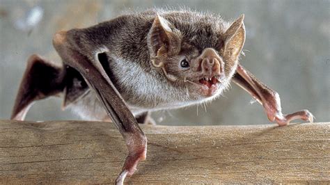 Meet The Worlds 10 Coolest Bats