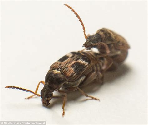 Seed Beetles Have Brutal Sex In Sexual Arms Race Daily Mail Online